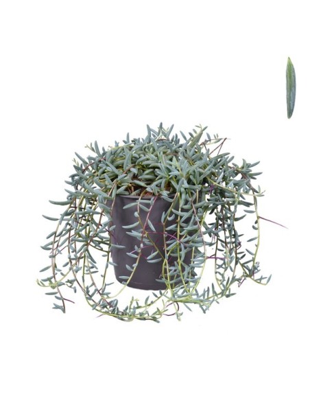 SENECIO HALLIANUS M12