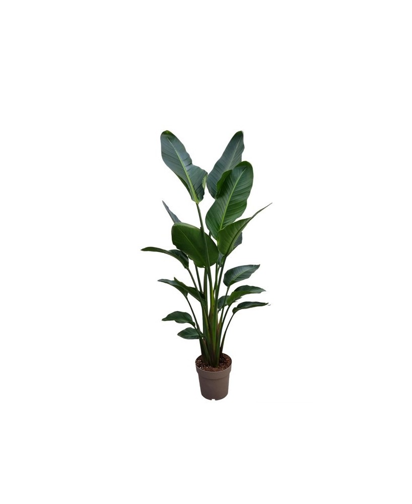 STRELIZIA NICOLAI BUDGET M24