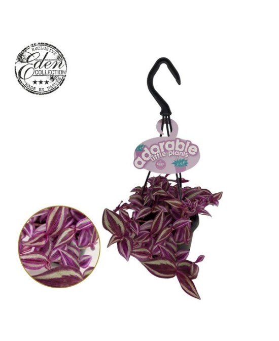 Tradescantia Fluminensis Pink Paradise M10.5 planta colgante fácil cuidado follaje rosa y verde

