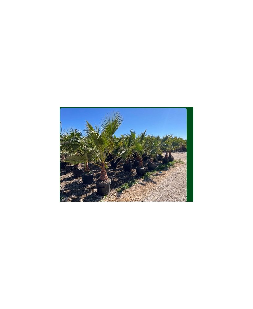 WASHINGTONIA ROBUSTA 55L