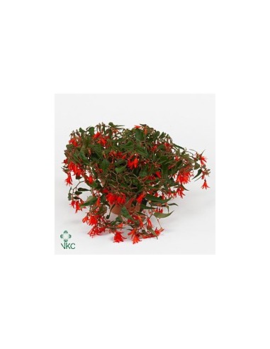 BEGONIA TUBER BONFIRE