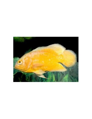 ASTRONOTUS OCELLATUS OSCAR LIMON 5-6CM