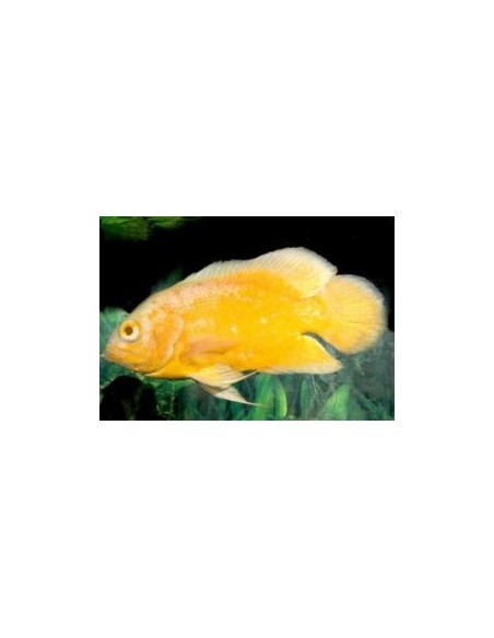 ASTRONOTUS OCELLATUS OSCAR LIMON 5-6CM
