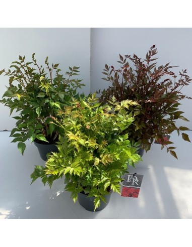 ASTILBE MIX M19