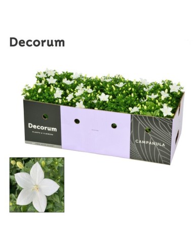 Campanula Perenne en Maceta 11 cm  Flores Coloridas y Fácil Cuidado | Endanea Garden

