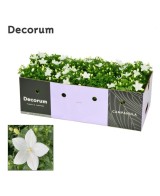 Campanula Perenne en Maceta 11 cm  Flores Coloridas y Fácil Cuidado | Endanea Garden

