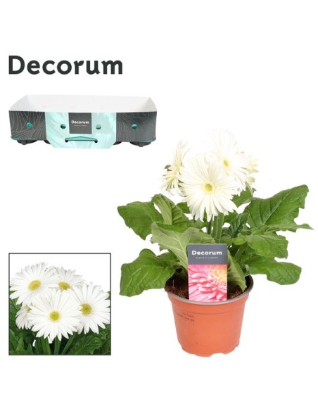 GERBERA BLANCA M12