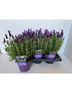 Lavandula Stoe Great Adventure Morado M17  Lavanda Aromática y Resistente para Jardín | Endanea Garden

