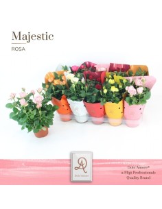 ROSA KORDANA GRANDE MIX M12
