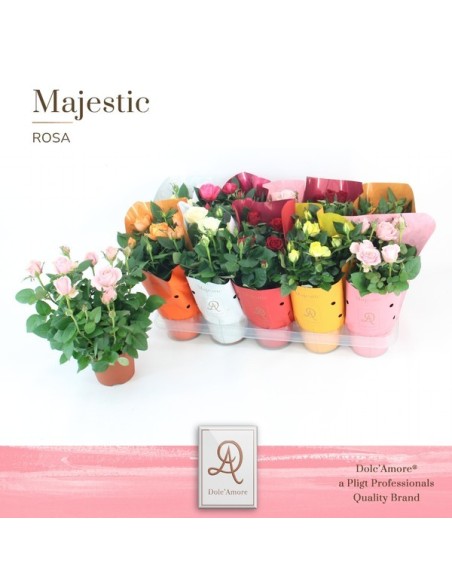 ROSA KORDANA GRANDE MIX M12