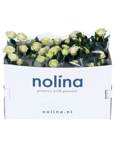 ROSA PATIOHIT BLANCA M13