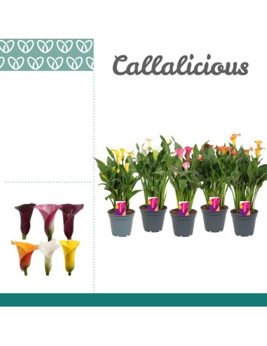 ZANTEDESCHIA MIX M17