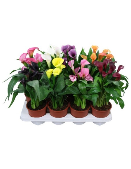 ZANTEDESCHIA MIX M13