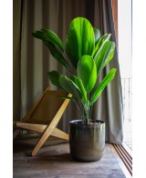 Maceta Jupiter 20cm Verde Gris  Moderna, resistente y decorativa

