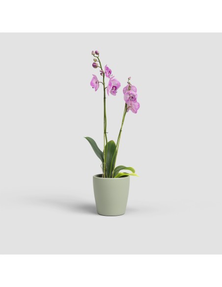 Maceta Thalia Orquídea 14 cm Verde | Maceta para Orquídeas con Drenaje Eficiente

