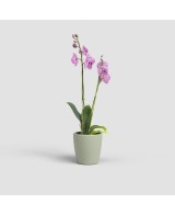 Maceta Thalia Orquídea 14 cm Verde | Maceta para Orquídeas con Drenaje Eficiente

