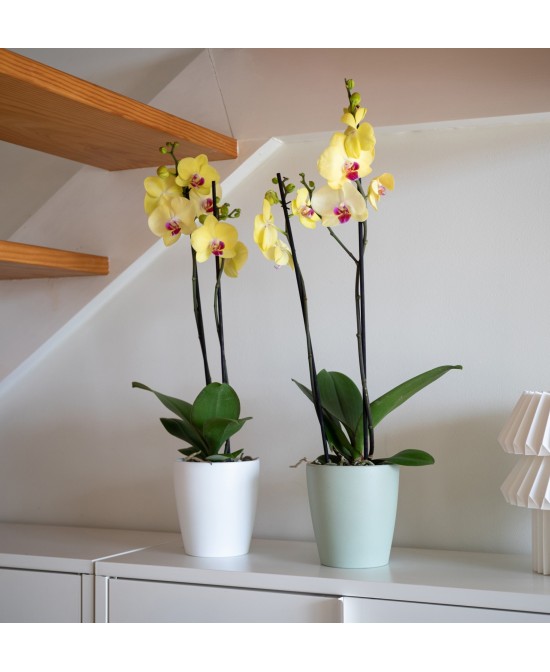 Maceta Thalia Orquídea 14 cm Verde | Maceta para Orquídeas con Drenaje Eficiente

