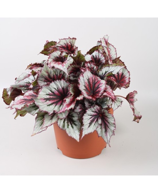 Begonia Foliage B Evening Glow M17 planta de interior con follaje vibrante y fácil cuidado

