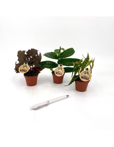 Begonia Rex Wings Mix M6  Planta de Interior con Follaje Colorido y Elegante

