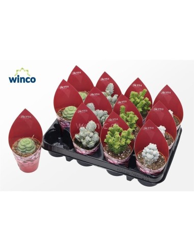 Crassula Mix Potcover Sierra M8,5 | Suculentas Decorativas Fáciles de Cuidar  Endanea Garden

