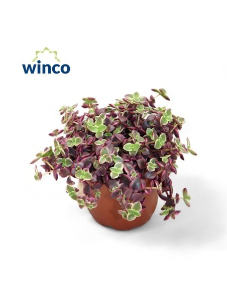 CRASSULA MARGINALIS M12