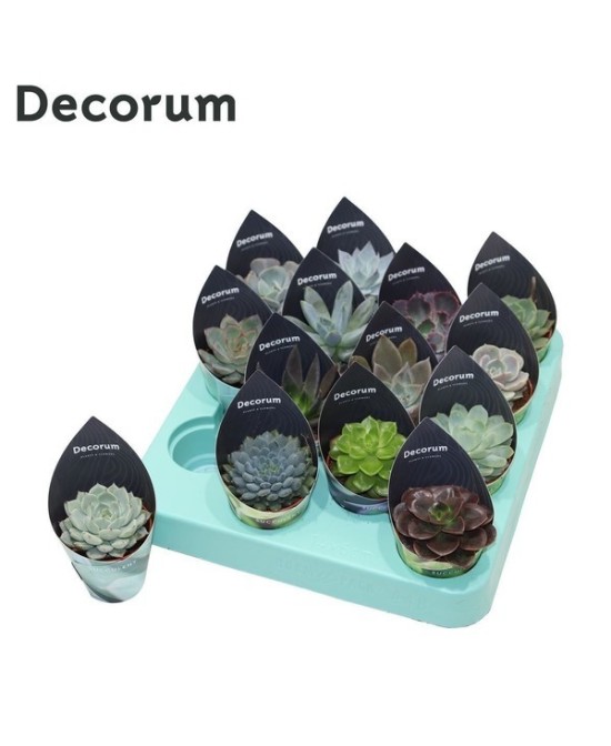 Echeveria Mix Potcover Decorum M5.5 | Suculentas Decorativas de Bajo Mantenimiento  Endanea Garden

