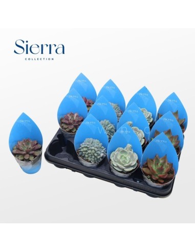Echeveria Mix Potcover Sierra M8.5 | Suculentas Decorativas Fácil Cuidado  Endanea Garden

