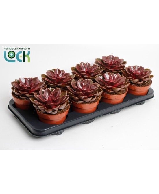 Echeveria Summer Premium M10.5 Planta Suculenta Decorativa Fácil Cuidado