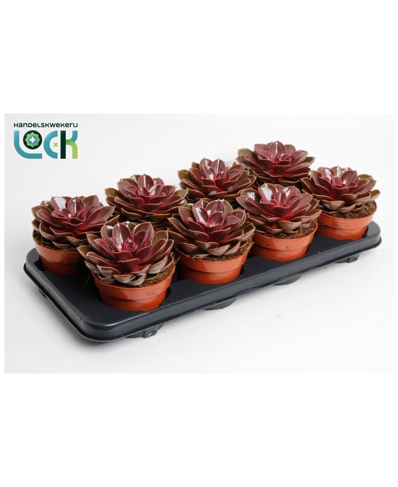 Echeveria Summer Premium M10.5 Planta Suculenta Decorativa Fácil Cuidado