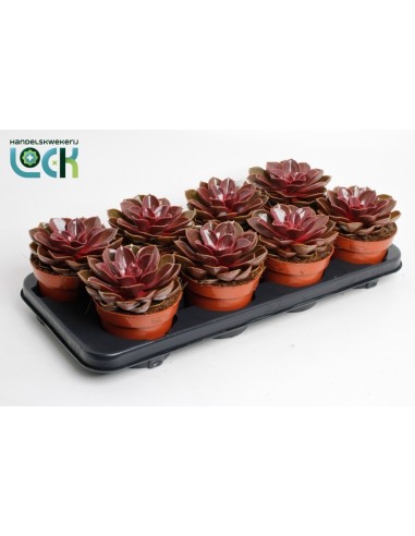 Lithops SP Mix  Suculentas Piedras Vivas en Maceta Compacta | Endanea Garden

