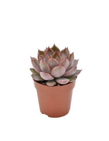 ECHEVERIA MORANGO ROSETTA M12