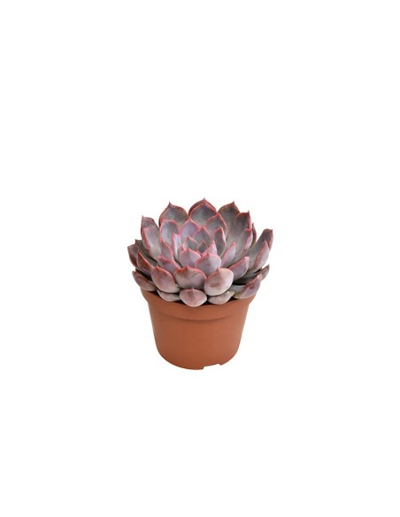Echeveria Summer Premium M10.5  Suculenta ornamental fácil de cuidar | Endanea Garden

