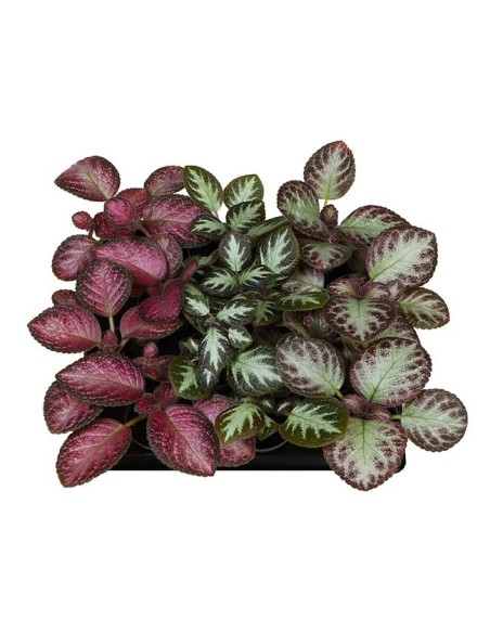 Episcia Mix M6 | Plantas de Interior con Follaje Exótico y Flores Coloridas

