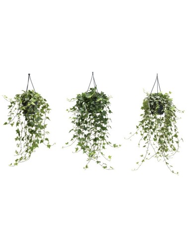 Hedera Helix Mix Colgante M19  Planta de Hiedra Decorativa para Interior y Exterior

