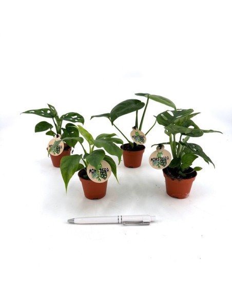 Monstera Mix M6  Planta de Interior Exótica y Purificadora | Endanea Garden

