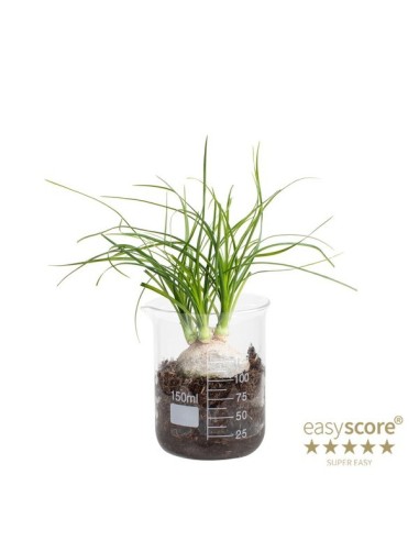 Nolina Recurvata Pata de Elefante con Lab Glass M7 planta interior decorativa en Endanea Garden

