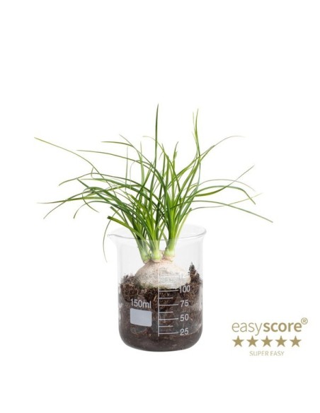 Nolina Recurvata Pata de Elefante con Lab Glass M7 planta interior decorativa en Endanea Garden

