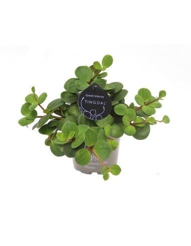 Peperomia Pecunifolia Pecunili M12 | Planta de Interior Compacta y Moderna

