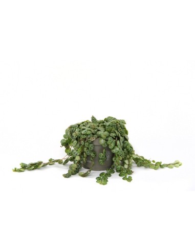 Peperomia Prostrata M12 | String of Turtles Planta Colgante para Interiores

