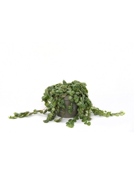 Peperomia Prostrata M12 | String of Turtles Planta Colgante para Interiores

