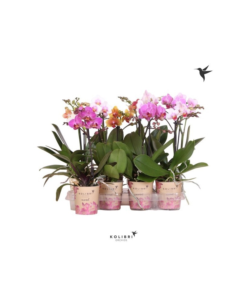 Phalaenopsis Multi Kolibri 1T M9  Orquídea de interior compacta y vibrante

