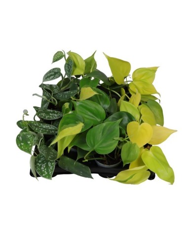Philodendron Hanging Mix M6 en Endanea Garden  Planta colgante decorativa, resistente y fácil de cuidar para interiores y espa
