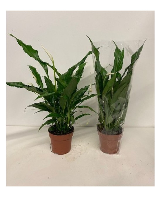 Spathiphyllum Sweet Chico Blanco M13 | Planta Purificadora de Aire para Interiores

