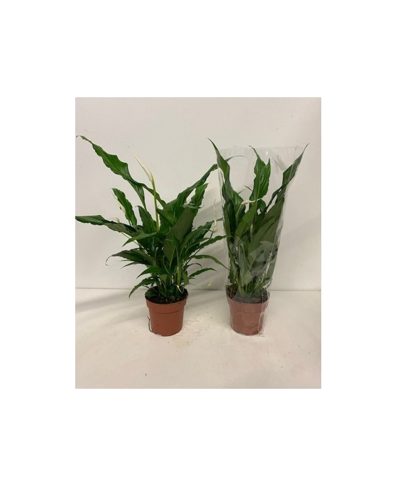 Spathiphyllum Sweet Chico Blanco M13 | Planta Purificadora de Aire para Interiores

