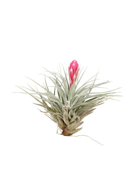 Tillandsia Cotton Candy Rosa M10 | Planta aérea rosa pastel de bajo mantenimiento

