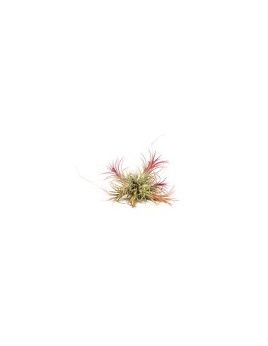 Tillandsia Schiediana Ball  Planta Aérea Verde Plateada para Decoración Minimalista

