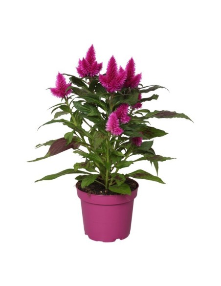 Celosia Deep Purple Oscuro Lila M19 planta ornamental flor púrpura para jardines y terrazas