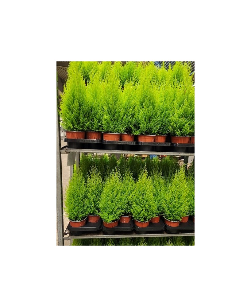 Cupressus Macrocarpa Goldcrest Wilma Oro M14 | Ciprés Wilma Oro Verde Lima

