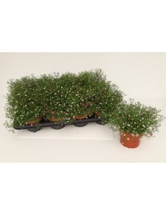 GYPSOPHILA MURALIS GYPSY DUO BICOLOR M14
