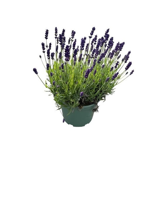 Lavandula Angustifolia Hidcote M17  Lavanda Aromática de Floración Violeta Intensa

